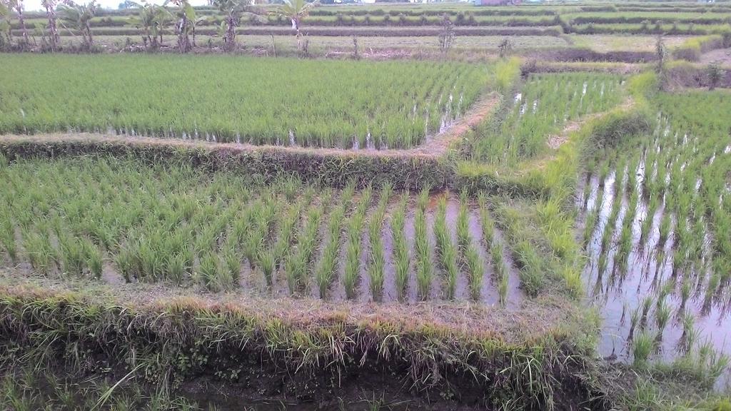Griya Bun Sari Privatunterkunft